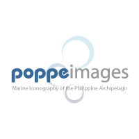Download Poppeimages